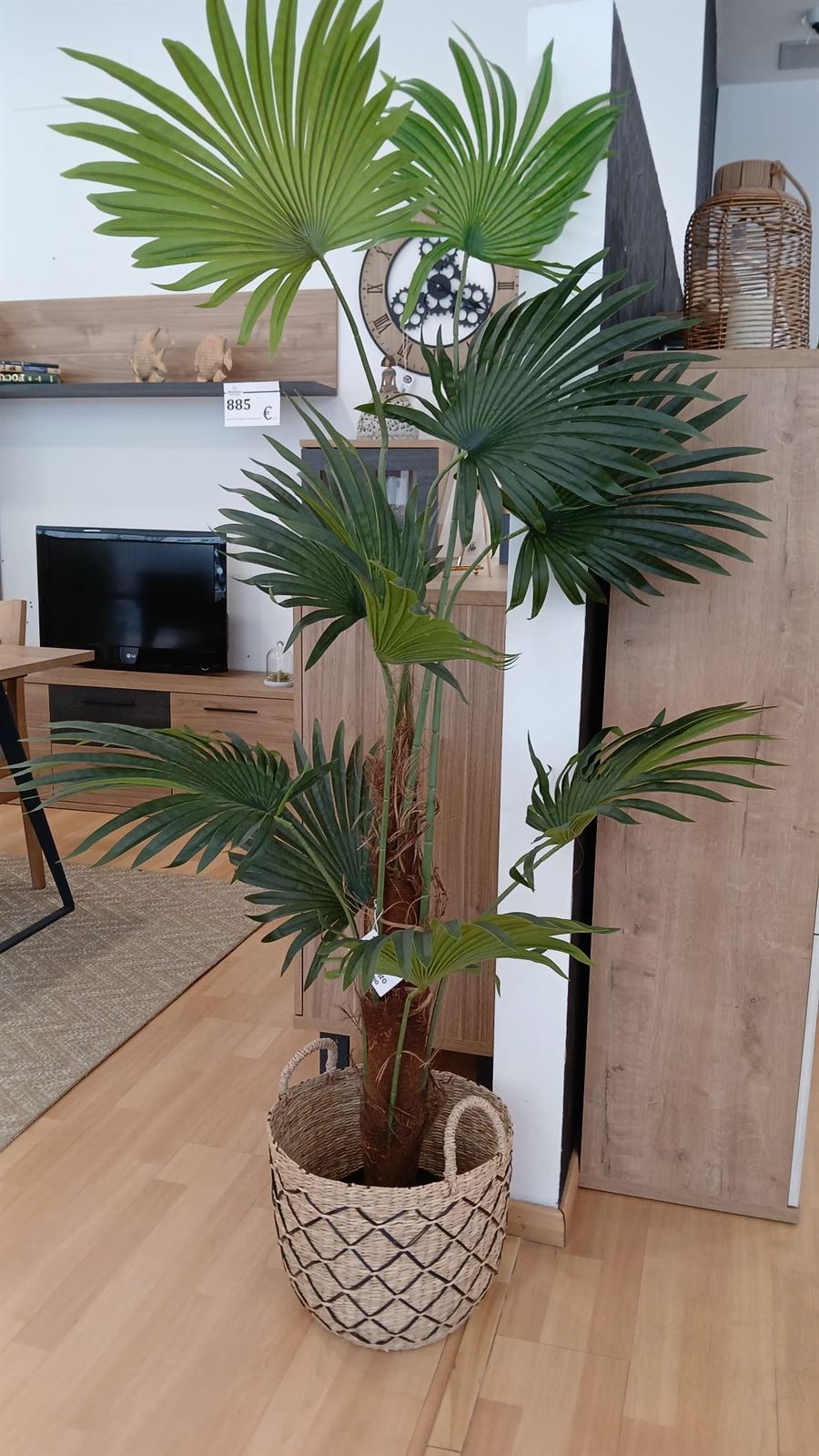Plantas decorativas - Imagen 1