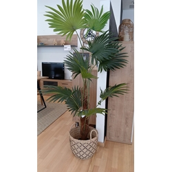 Plantas decorativas - Imagen 1