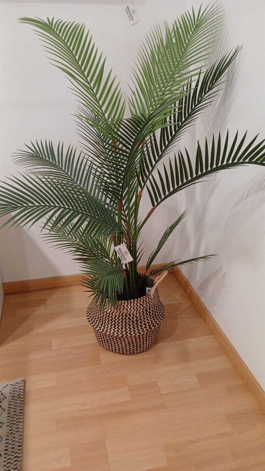 Plantas decorativas - Imagen 3