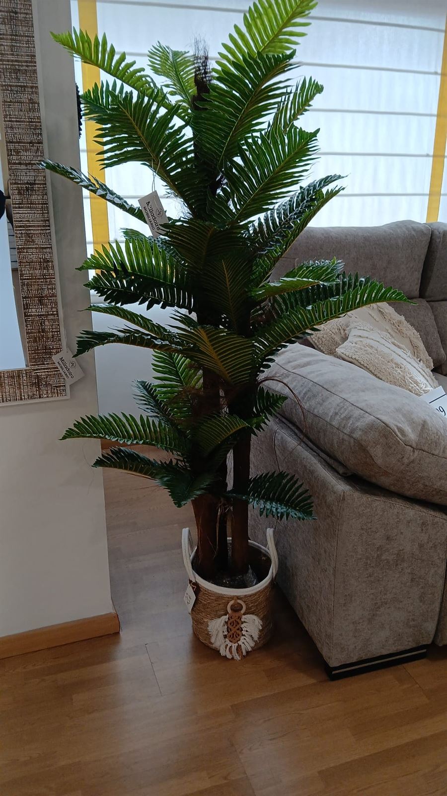Plantas decorativas - Imagen 4