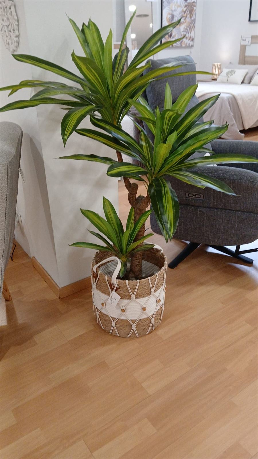 Plantas decorativas - Imagen 5
